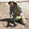 العراق يزرع «غابة مانجروف» لمكافحة تغير المناخ