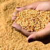 العراق يرسل 50 شاحنة حنطة مساعدات الى سوريا