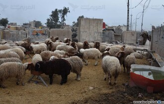 سلالة للحمى القلاعية تصل العراق للمرة الأولى وتهدد حياة الماشية