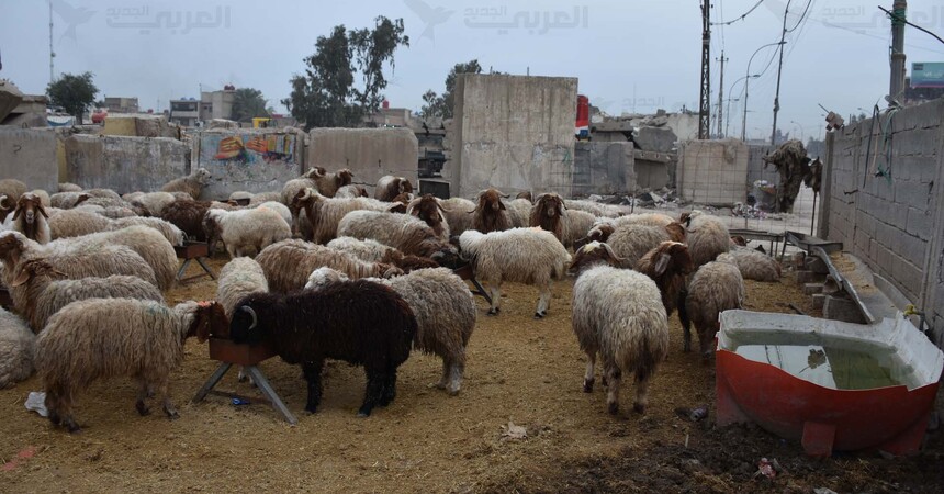 سلالة للحمى القلاعية تصل العراق للمرة الأولى وتهدد حياة الماشية